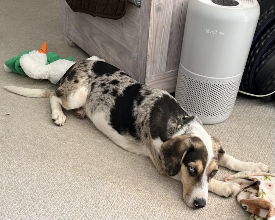 Enlarge Byndee, a Adoptable mixed breed in Eatontown, NJ image 5/6