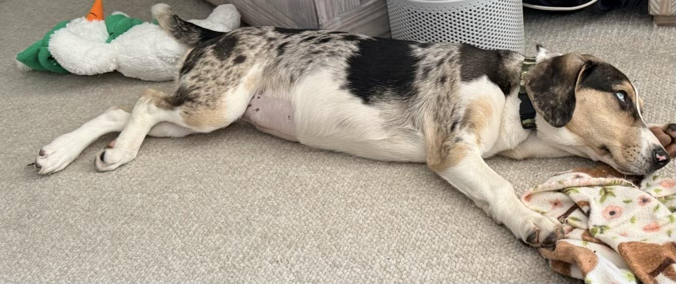 Enlarge Byndee, a Adoptable mixed breed in Eatontown, NJ image 4/6