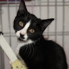 Diamond, Adoptable, Young Female Domestic Short Hair.
