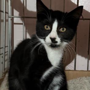 Enlarge Diamond, a Adoptable Domestic Short Hair in Oceanside, NY image 2/3