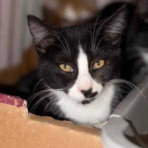 Enlarge Diamond, a Adoptable Domestic Short Hair in Oceanside, NY image 3/3