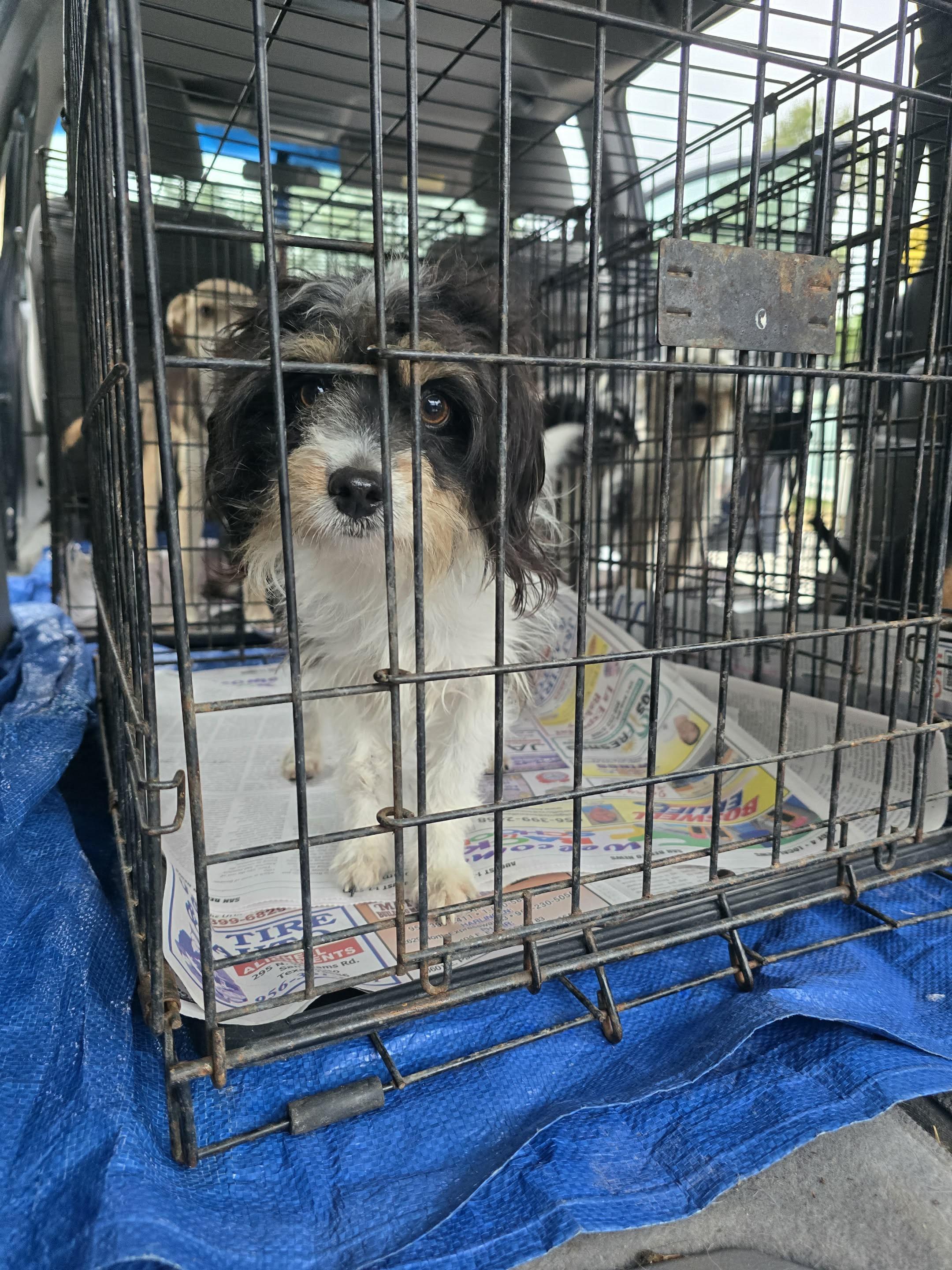 Lucy, ADOPTABLE, Adult Female Shih Tzu.