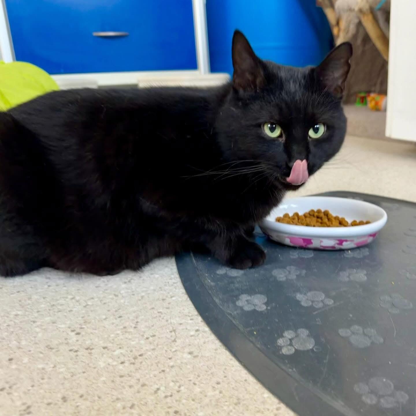 Enlarge Ombré FeLV+, a ADOPTABLE Domestic Short Hair in Cincinnati, OH image 5/6