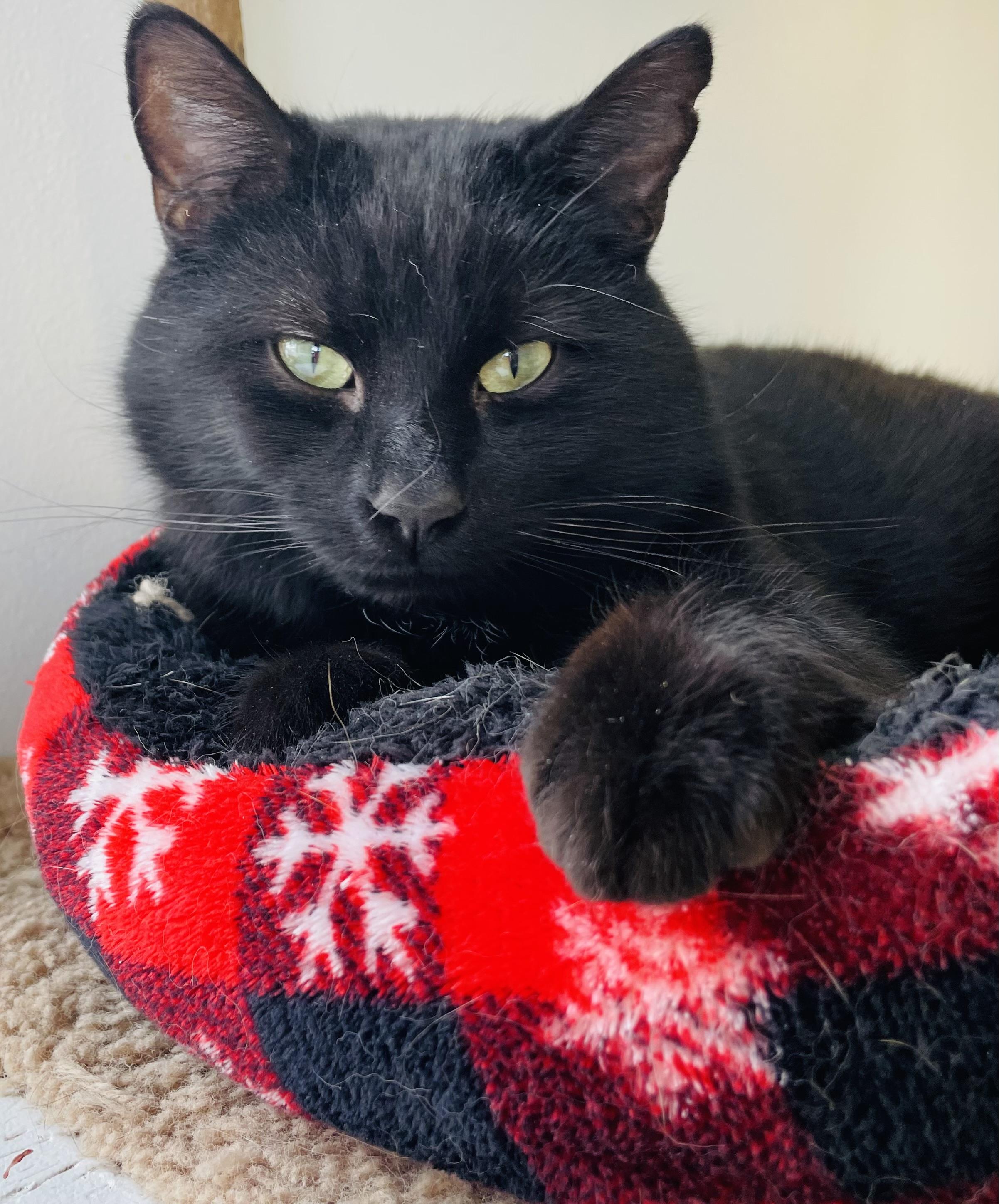 Enlarge Ombré FeLV+, a ADOPTABLE Domestic Short Hair in Cincinnati, OH image 1/6