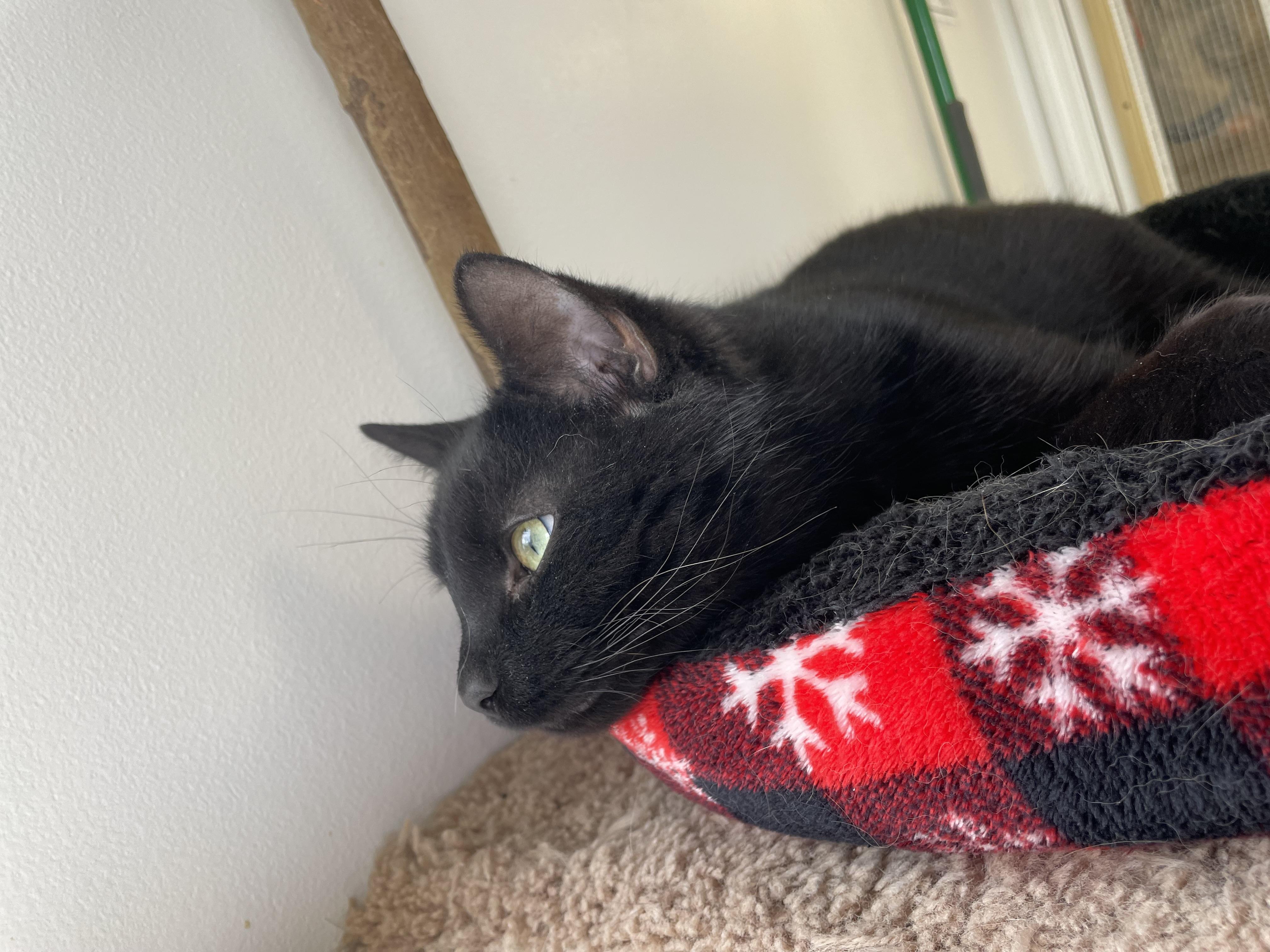 Enlarge Ombré FeLV+, a ADOPTABLE Domestic Short Hair in Cincinnati, OH image 3/6