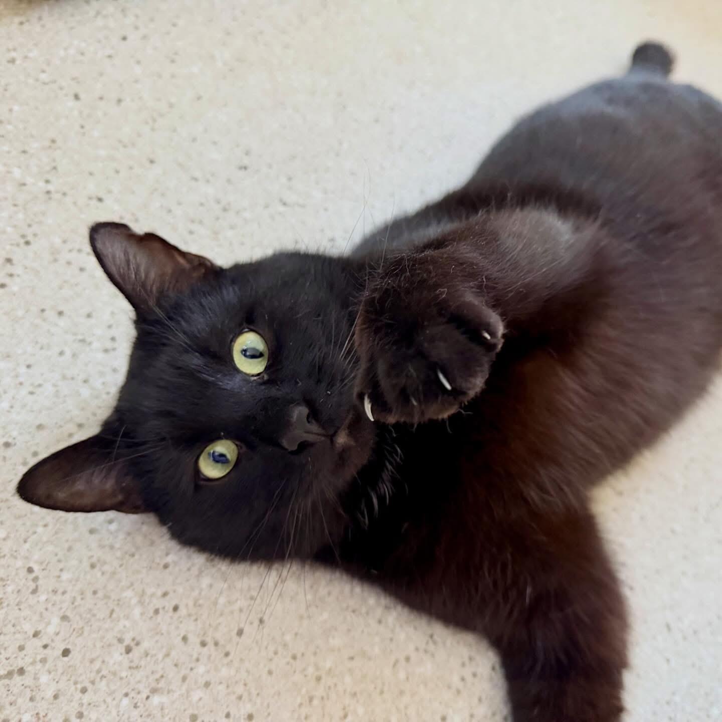 Enlarge Ombré FeLV+, a ADOPTABLE Domestic Short Hair in Cincinnati, OH image 4/6