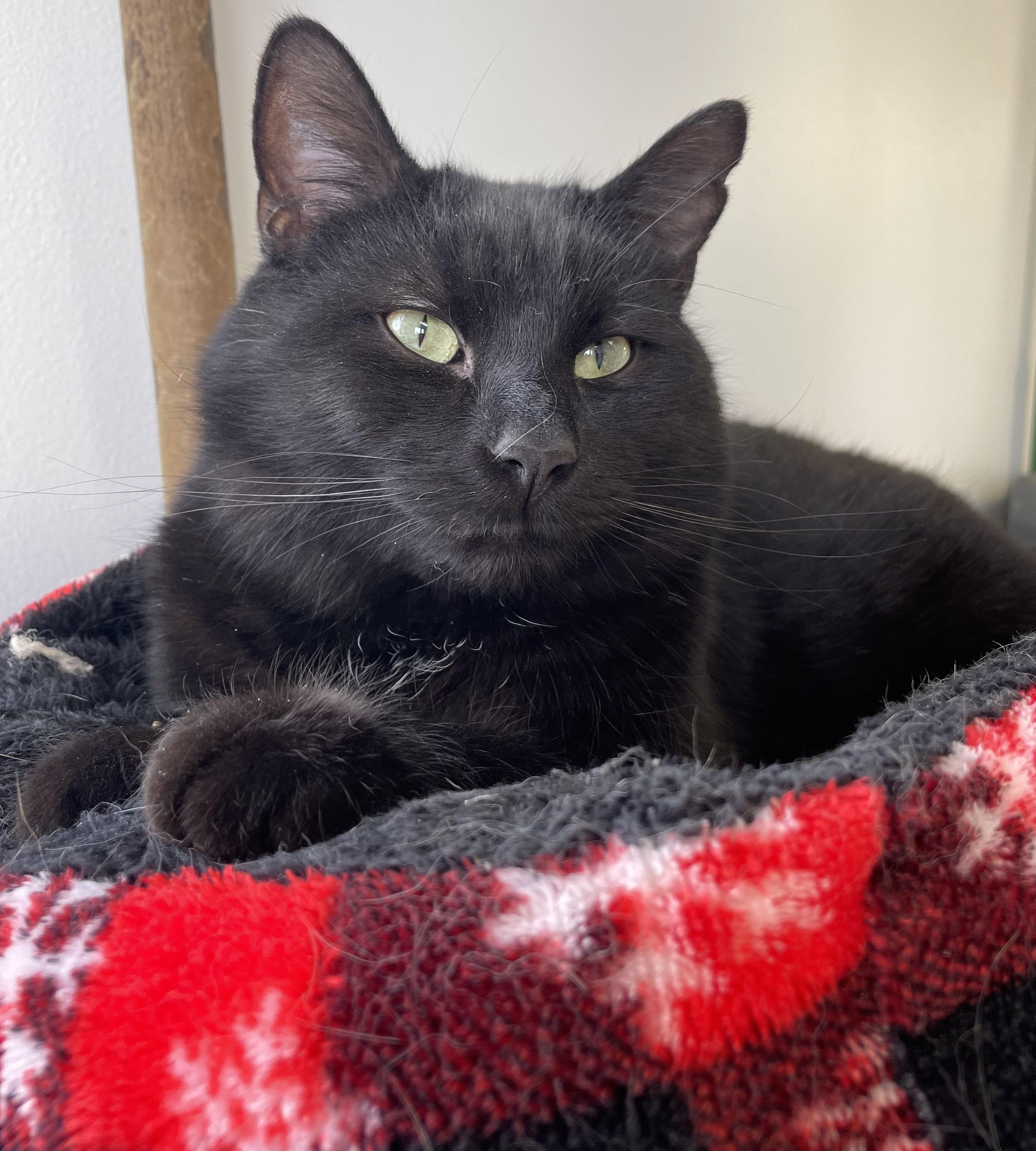 Ombré FeLV+ — thumbnail 6