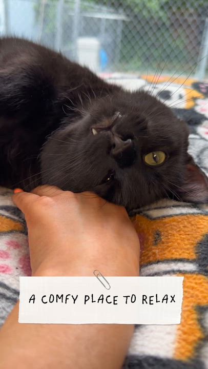 Enlarge Ombré FeLV+, a ADOPTABLE Domestic Short Hair in Cincinnati, OH video 2/6
