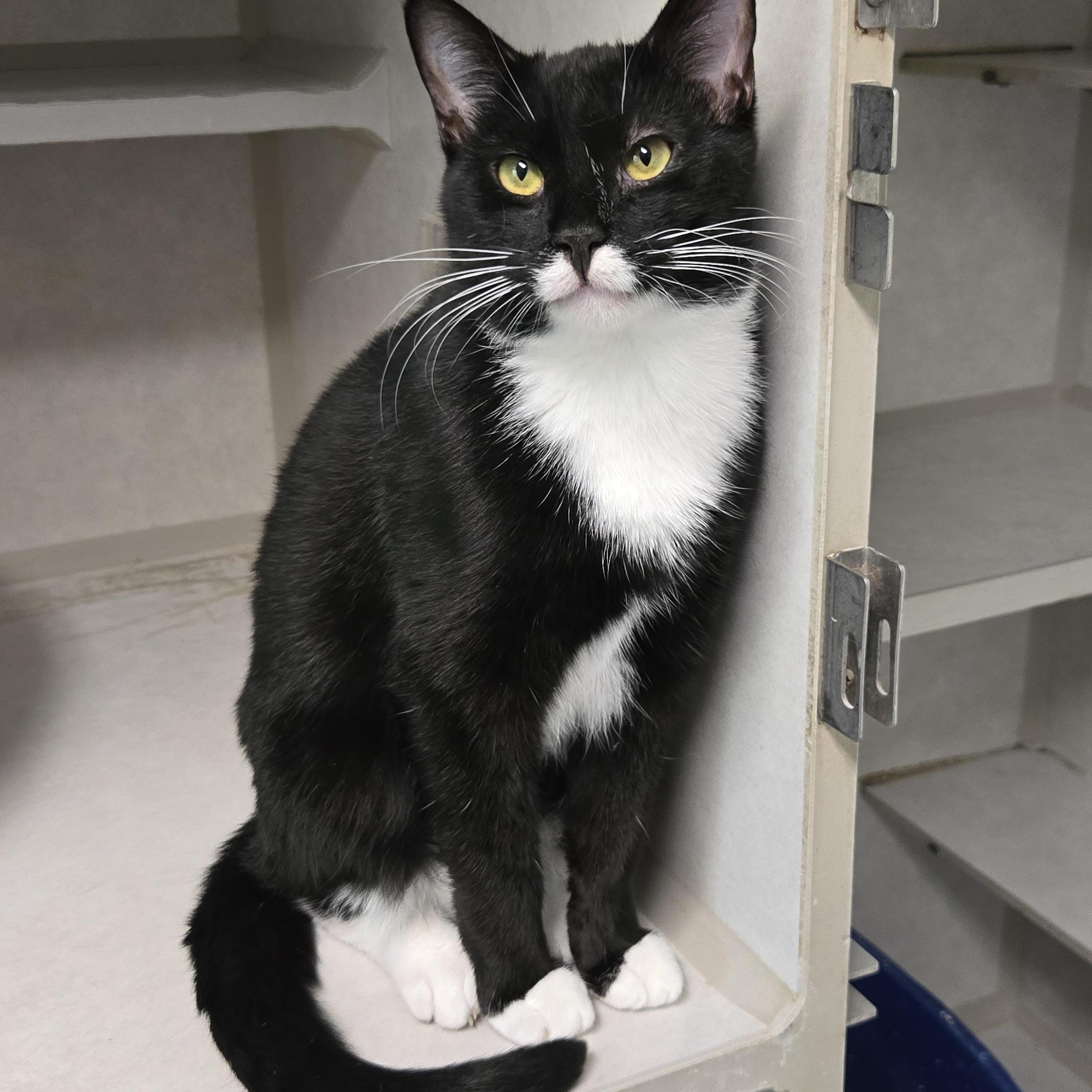 Enlarge Big Mo, a Adoptable American Shorthair in Eglin AFB, FL image 1/1
