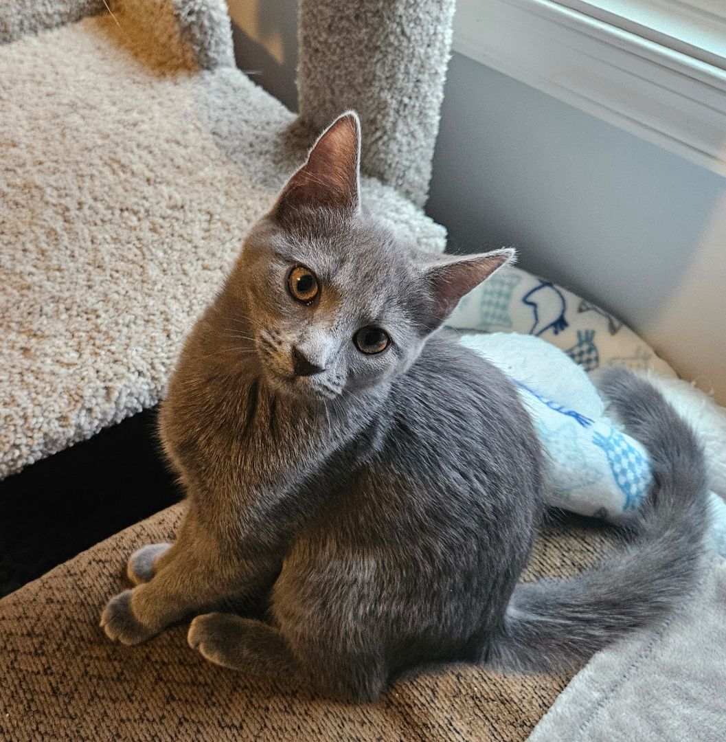 Zora, Adopted, Kitten Female Domestic Short Hair & Russian Blue.