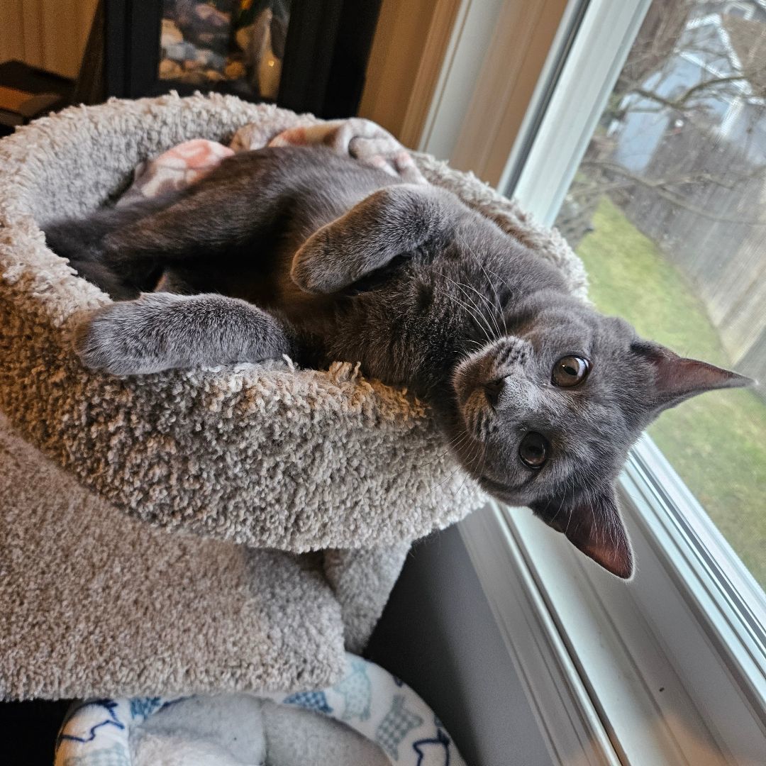 Zora, a Adopted mixed breed in Walkersville, MD image 2/5