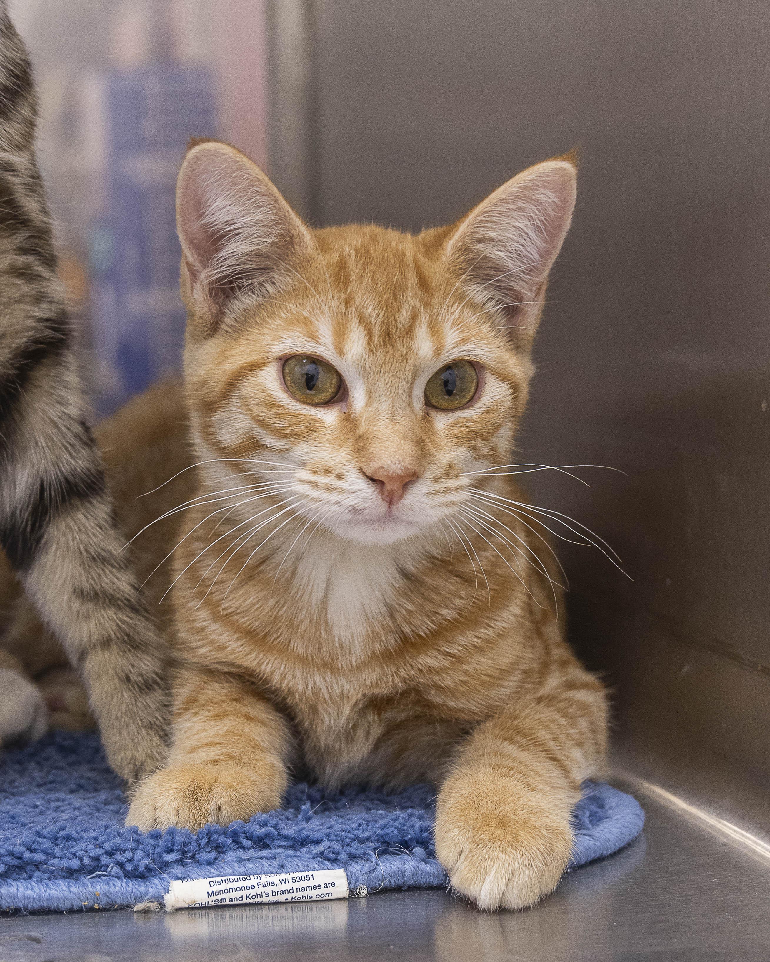 Enlarge Rex, a Adoptable Tabby in Millville, UT image 1/1