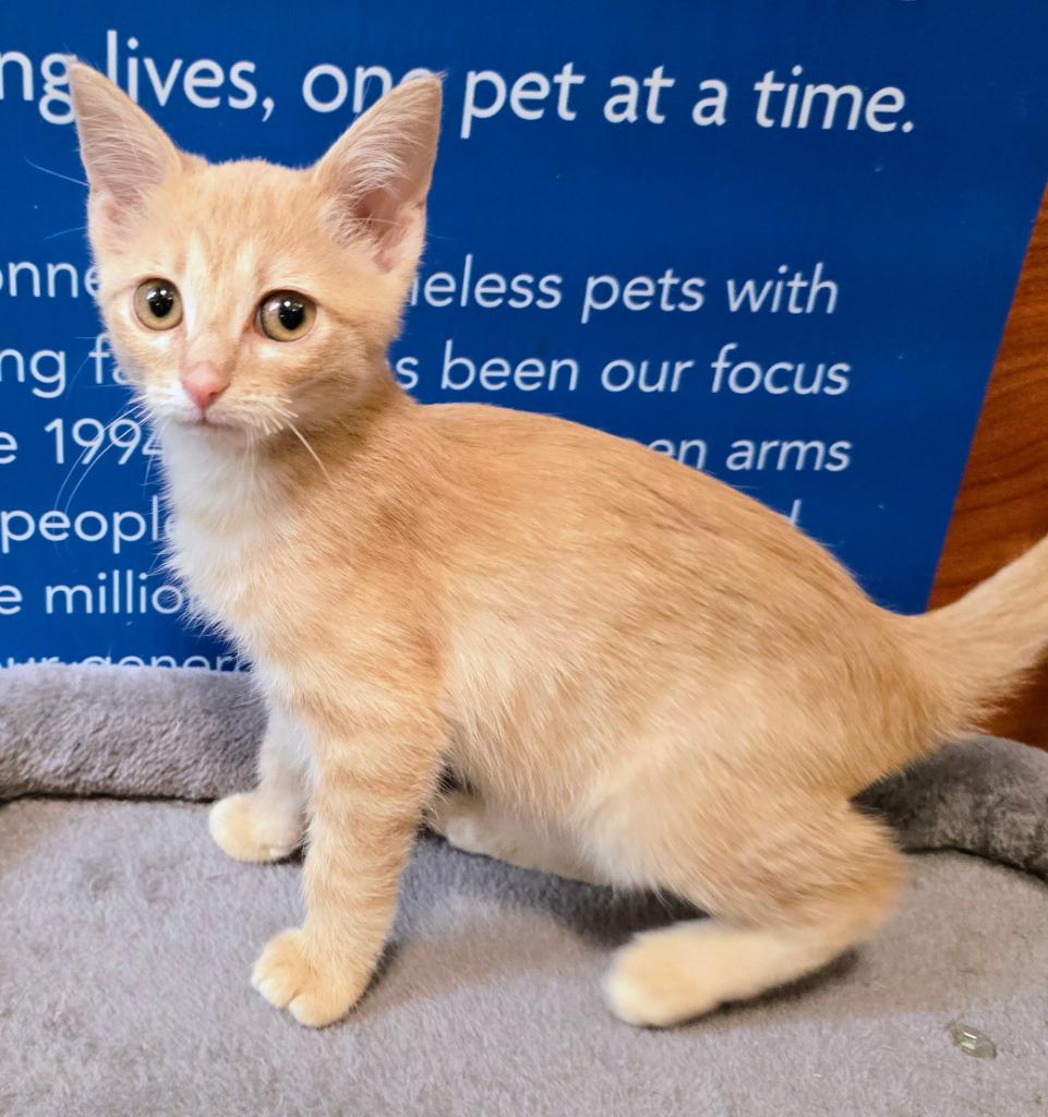 Enlarge Orange Fizz, a Adoptable mixed breed in Rowlett, TX image 1/4