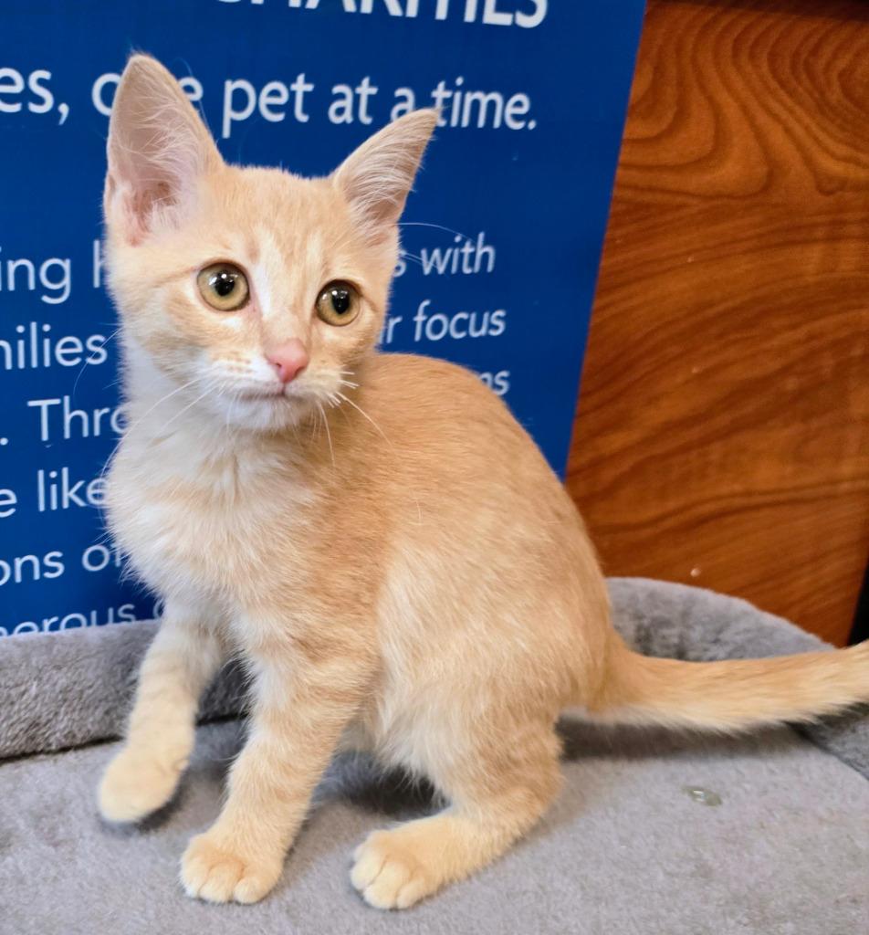 Enlarge Orange Fizz, a Adoptable mixed breed in Rowlett, TX image 2/4