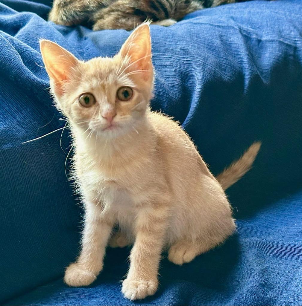 Enlarge Orange Fizz, a Adoptable mixed breed in Rowlett, TX image 3/4