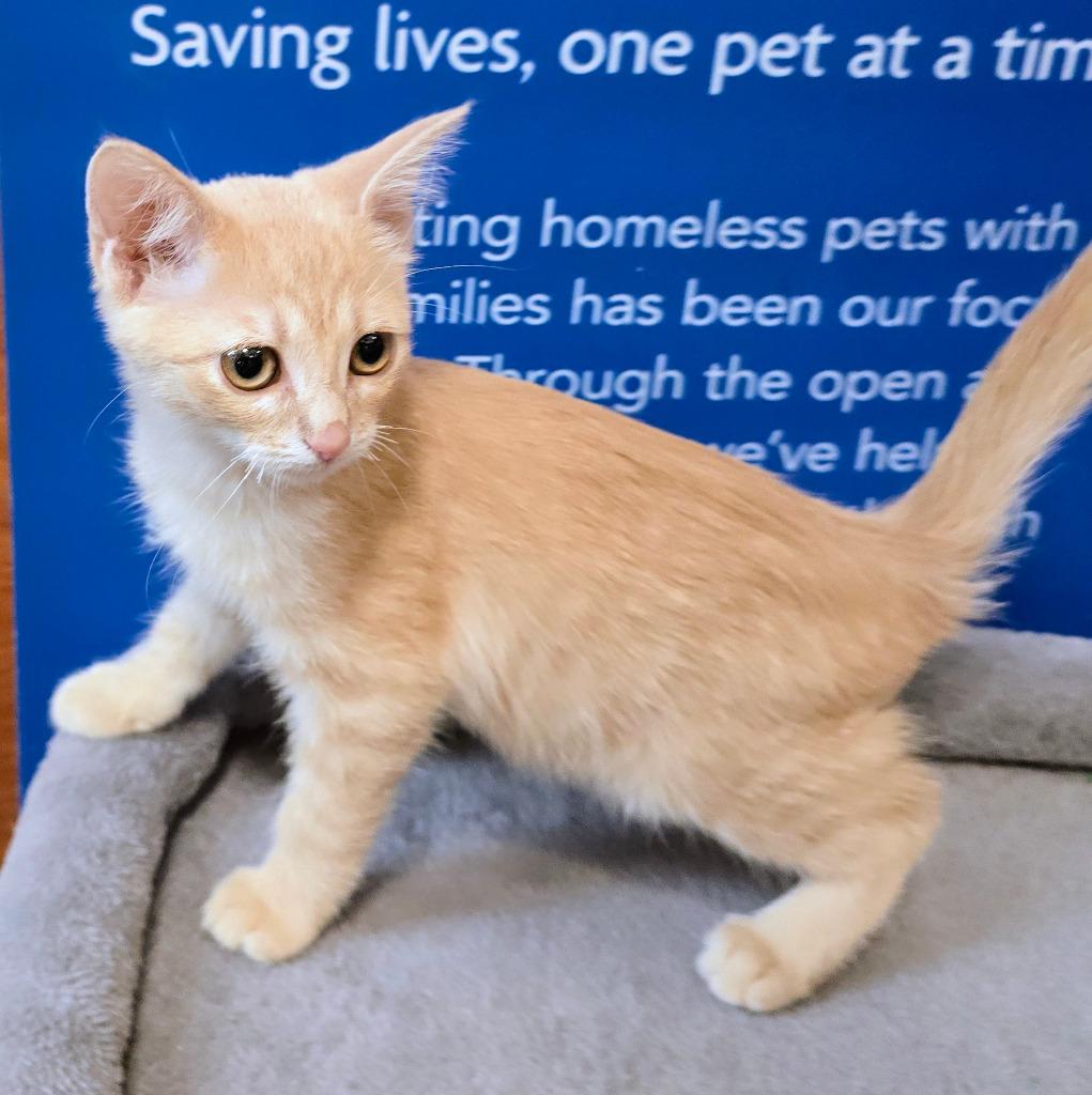 Enlarge Orange Fizz, a Adoptable mixed breed in Rowlett, TX image 4/4