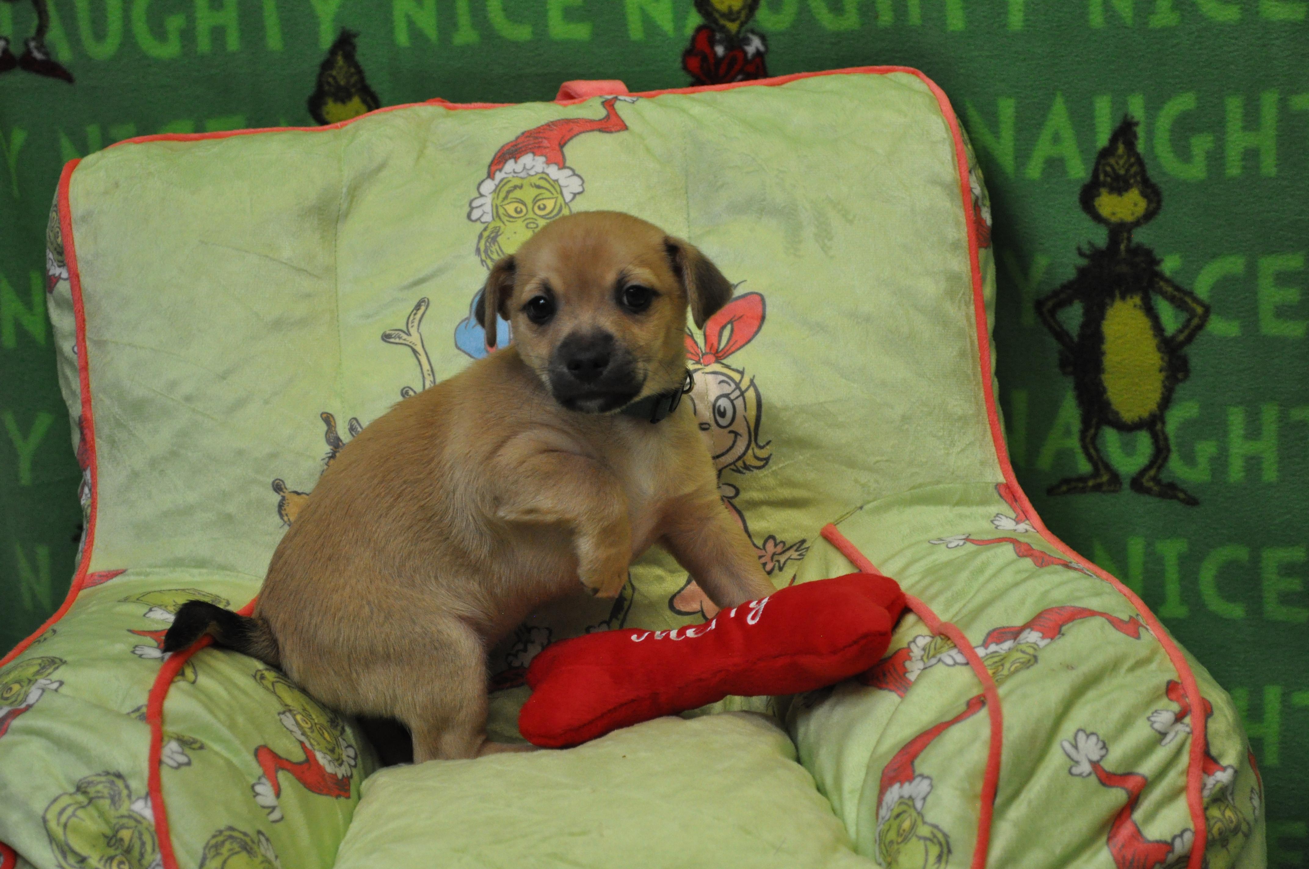 Enlarge Vito, a Adoptable mixed breed in Union Gap, WA image 1/6