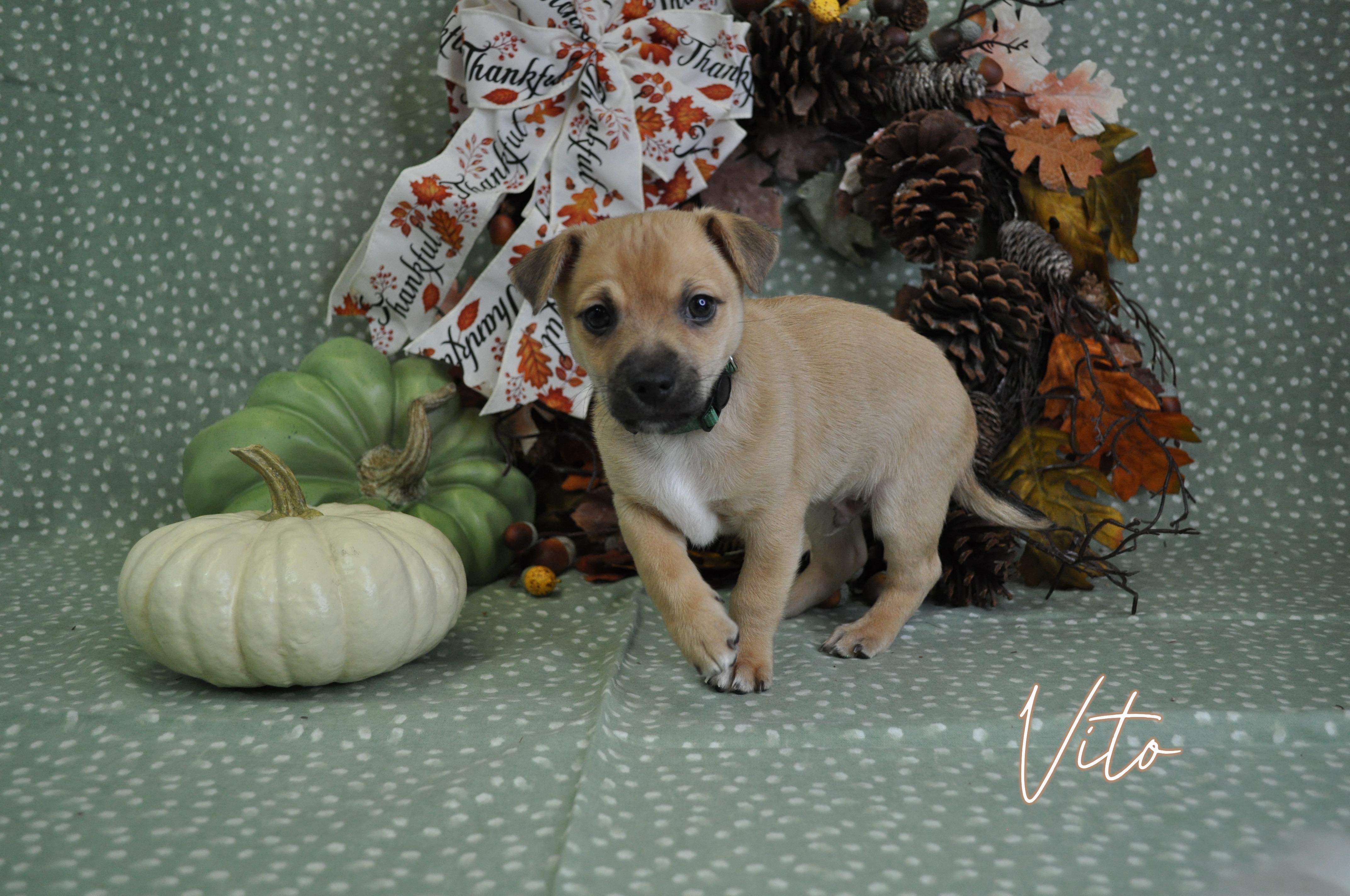 Enlarge Vito, a Adoptable mixed breed in Union Gap, WA image 3/6