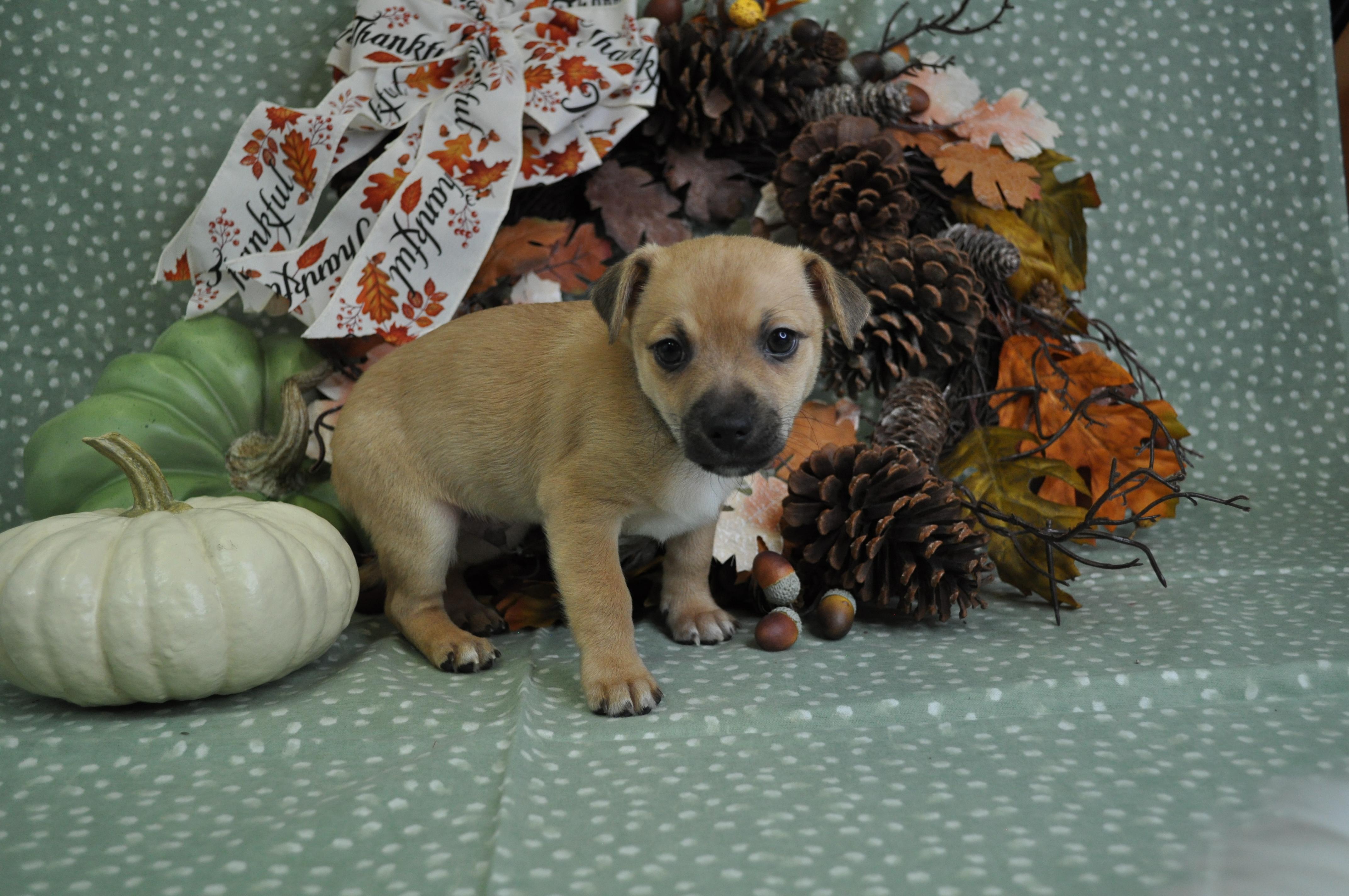 Enlarge Vito, a Adoptable mixed breed in Union Gap, WA image 4/6