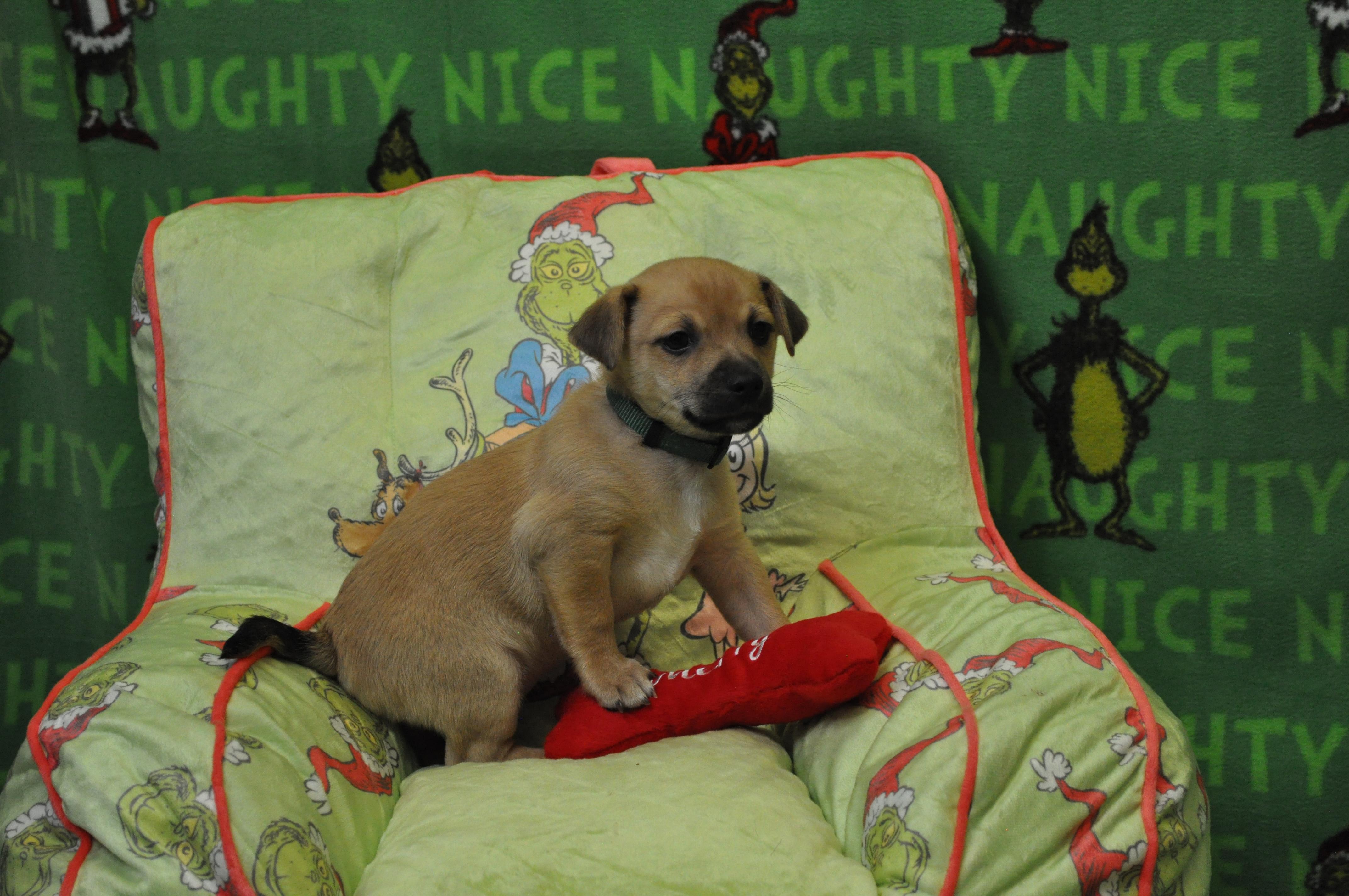 Enlarge Vito, a Adoptable mixed breed in Union Gap, WA image 5/6