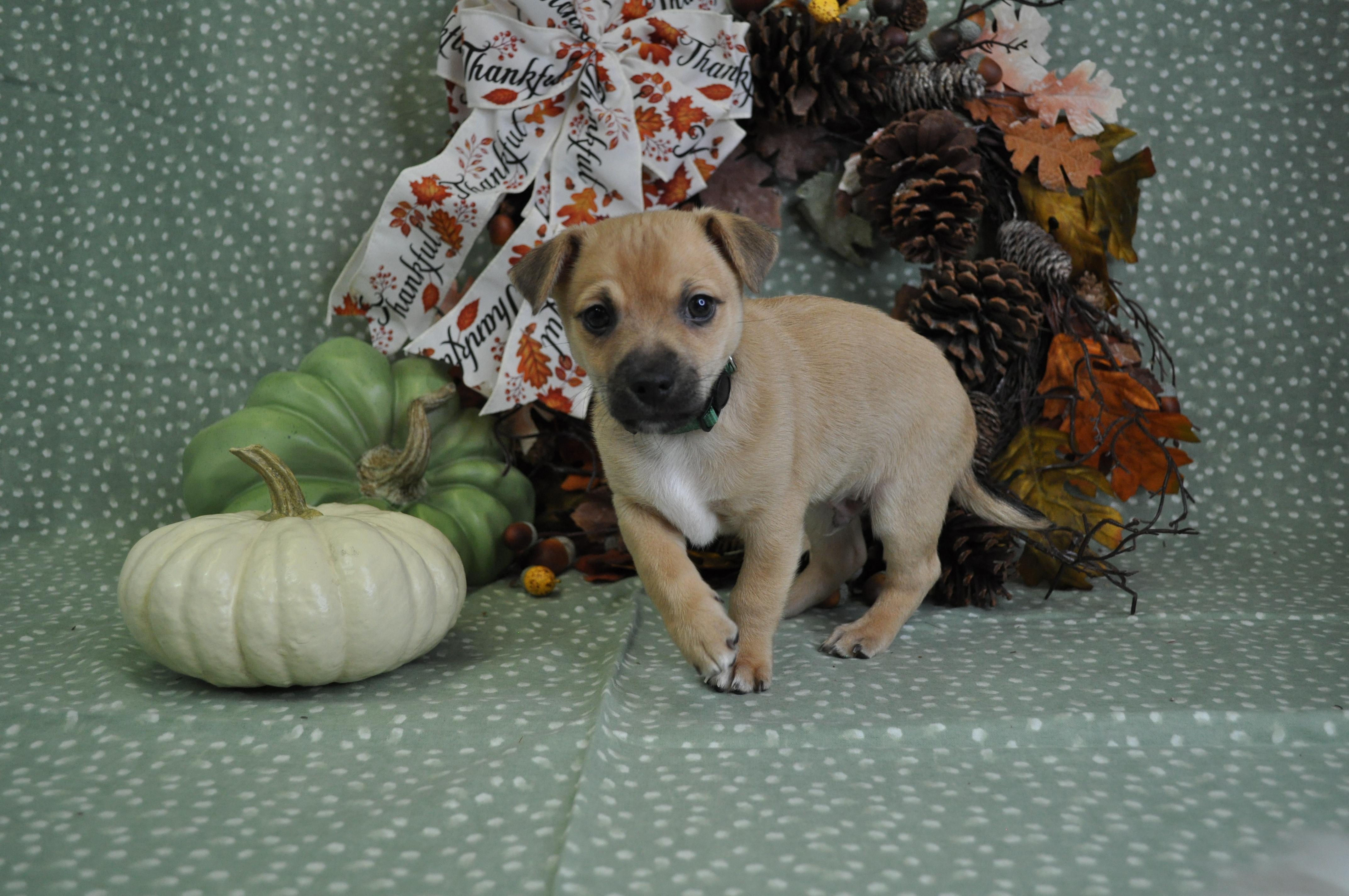Enlarge Vito, a Adoptable mixed breed in Union Gap, WA image 6/6