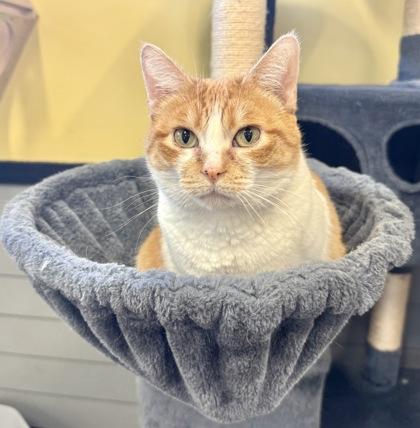 CRYSTAL, an adoptable Domestic Short Hair in Fernandina Beach, FL, 32034 | Photo Image 3