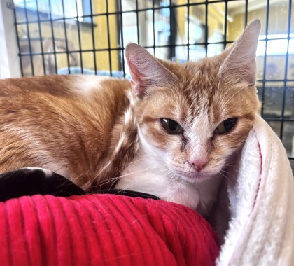 CRYSTAL, an adoptable Domestic Short Hair in Fernandina Beach, FL, 32034 | Photo Image 4