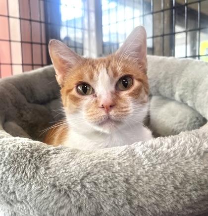 CRYSTAL, an adoptable Domestic Short Hair in Fernandina Beach, FL, 32034 | Photo Image 2