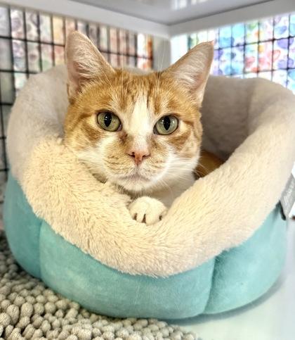 CRYSTAL, an adoptable Domestic Short Hair in Fernandina Beach, FL, 32034 | Photo Image 1