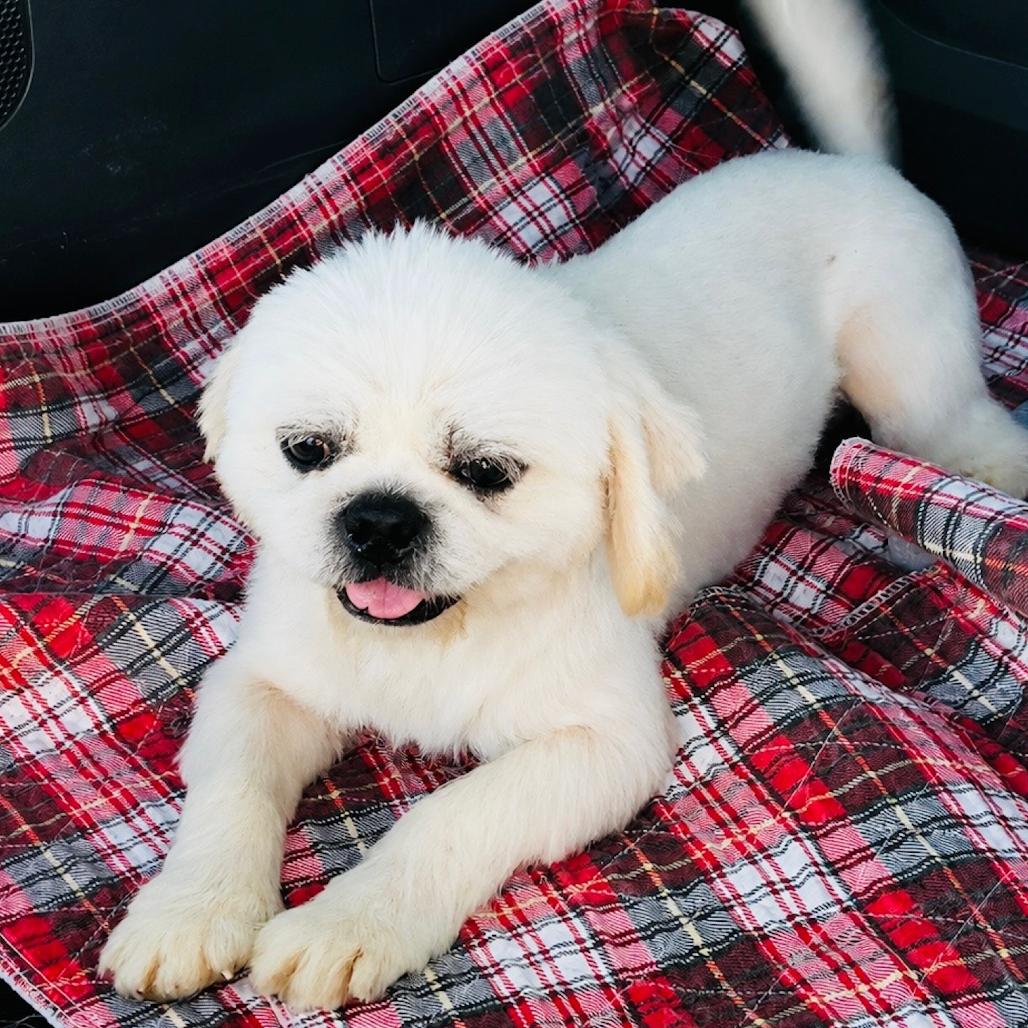 Enlarge Yeti (Mutt), a Adoptable mixed breed in Rogersville, MO image 2/6