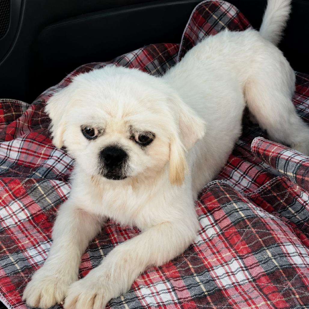 Enlarge Yeti (Mutt), a Adoptable mixed breed in Rogersville, MO image 3/6