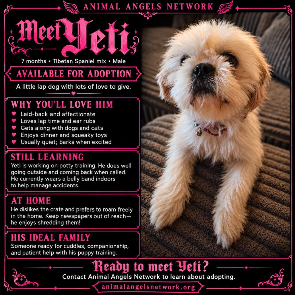 Yeti (Mutt), Adoptable, Young Male Tibetan Spaniel & Mixed Breed.