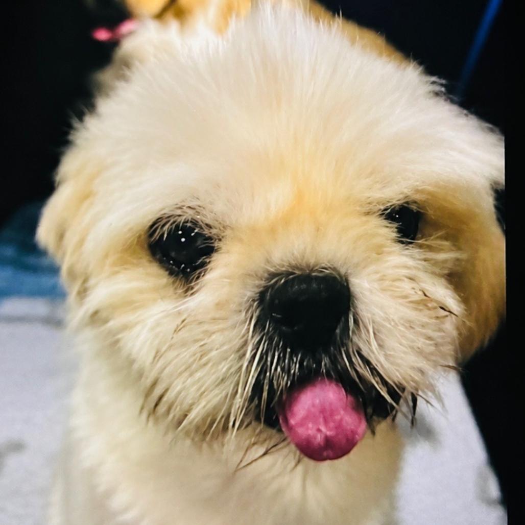 Enlarge Yeti (Mutt), a Adoptable mixed breed in Rogersville, MO image 4/6