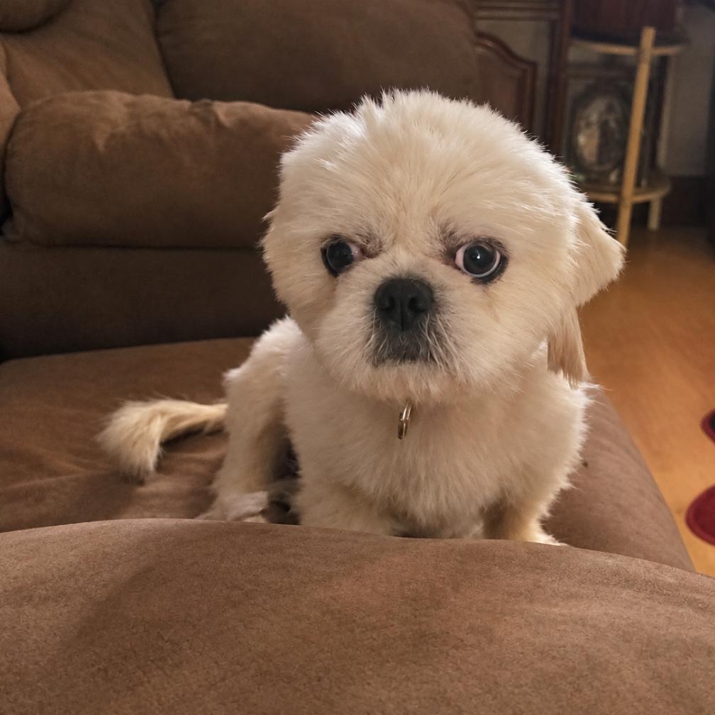 Enlarge Yeti (Mutt), a Adoptable mixed breed in Rogersville, MO image 5/6