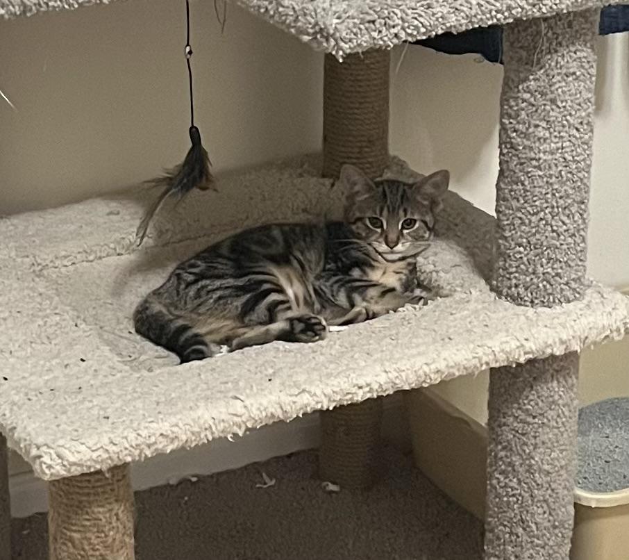 Nixon, Adoptable, Kitten Male Domestic Short Hair.
