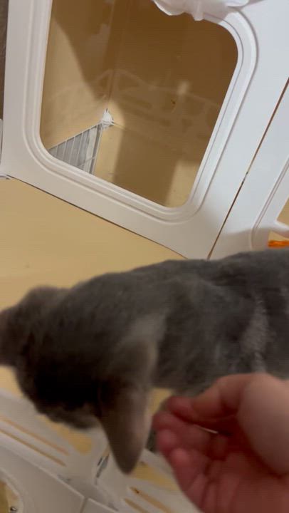 Enlarge Nixon, a Adoptable Domestic Short Hair in Pittsburgh, PA video 3/3