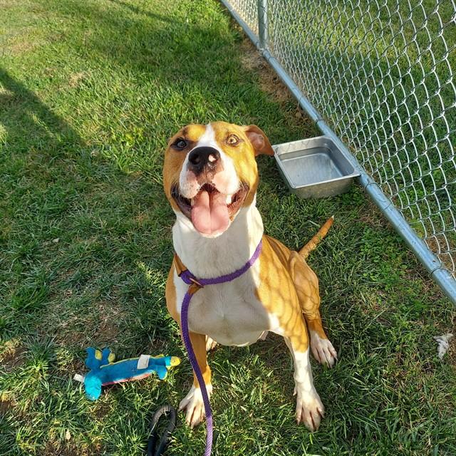 Enlarge MOTION CITY SOUNDTRACK, a Adoptable mixed breed in Louisville, KY image 1/1