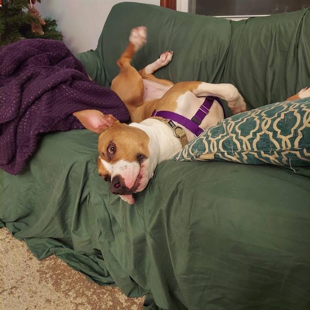 MOTION CITY SOUNDTRACK, Adoptable, Adult Male Staffordshire Bull Terrier & Mixed Breed.