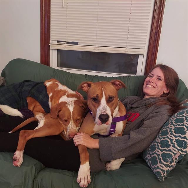 MOTION CITY SOUNDTRACK, Adoptable, Adult Male Staffordshire Bull Terrier & Mixed Breed.