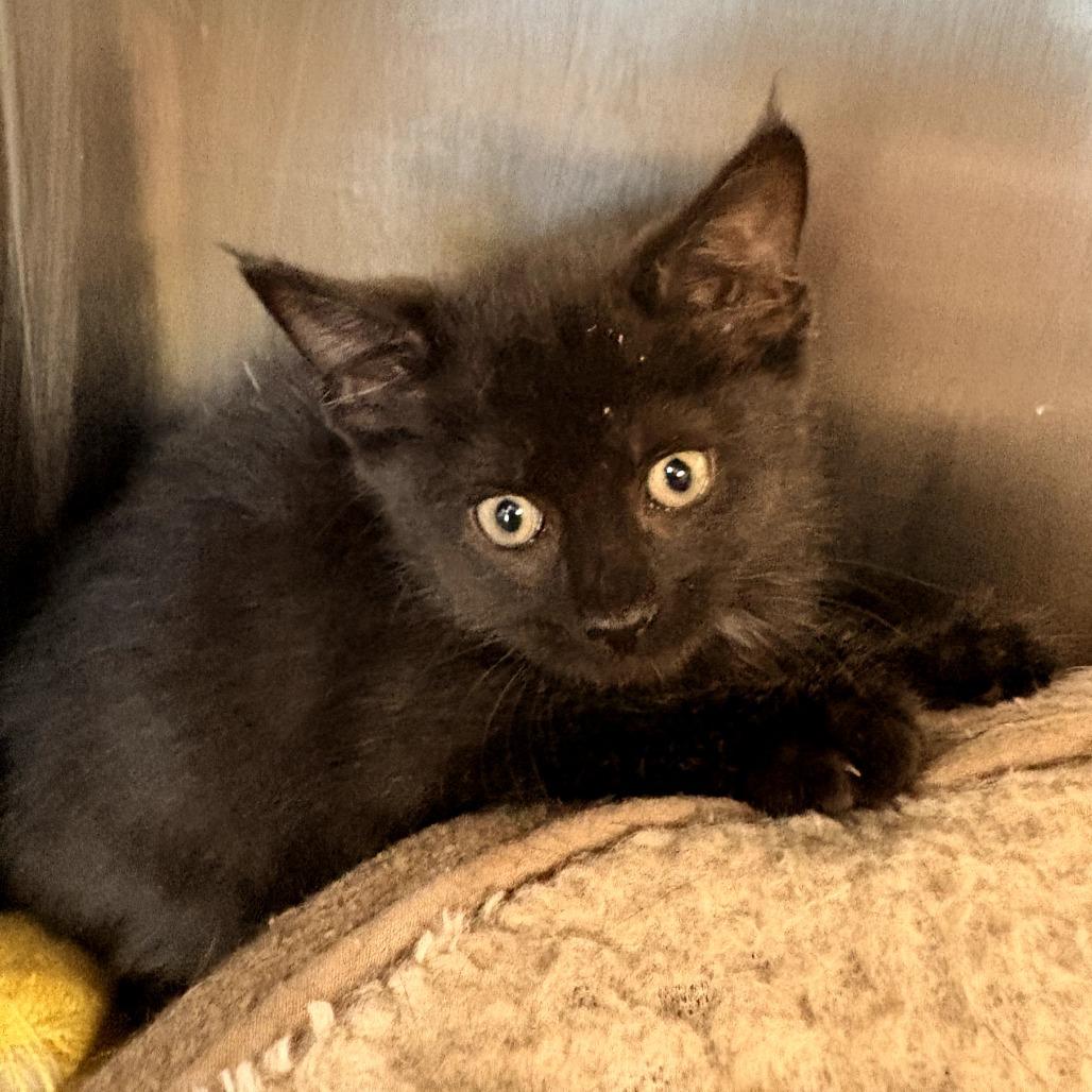 Enlarge Erica, a Adoptable Domestic Short Hair in Evensville, TN image 2/6