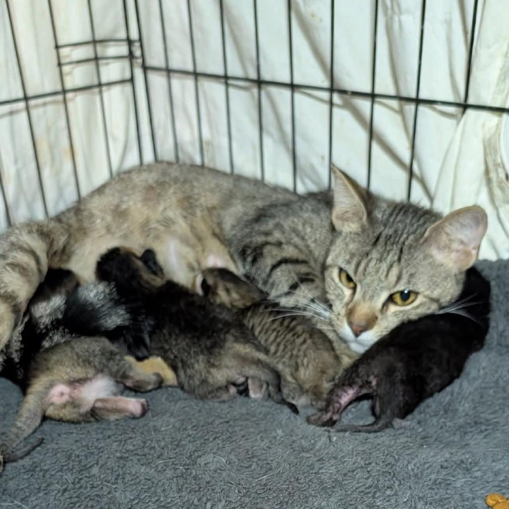 Enlarge Erica, a Adoptable Domestic Short Hair in Evensville, TN image 3/6