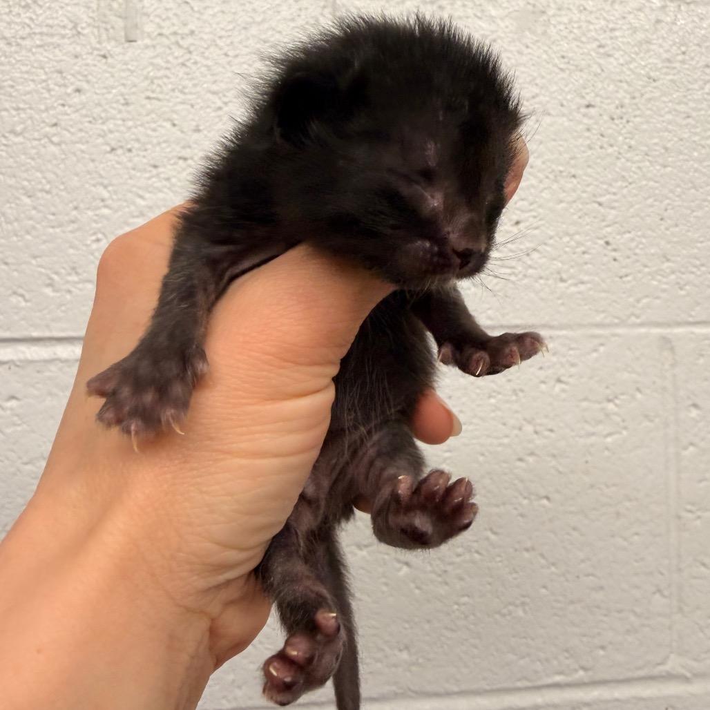 Enlarge Erica, a Adoptable Domestic Short Hair in Evensville, TN image 4/6