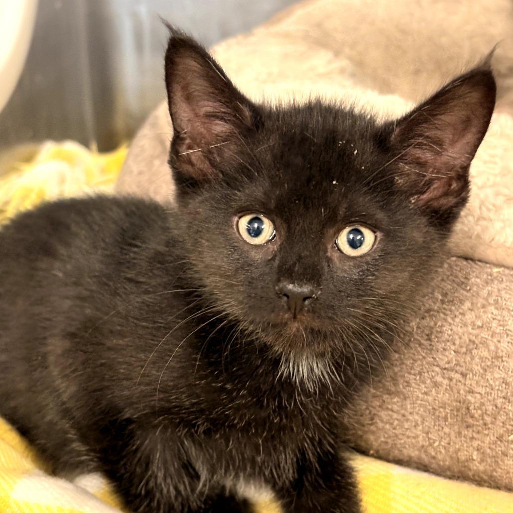 Enlarge Erica, a Adoptable Domestic Short Hair in Evensville, TN image 5/6