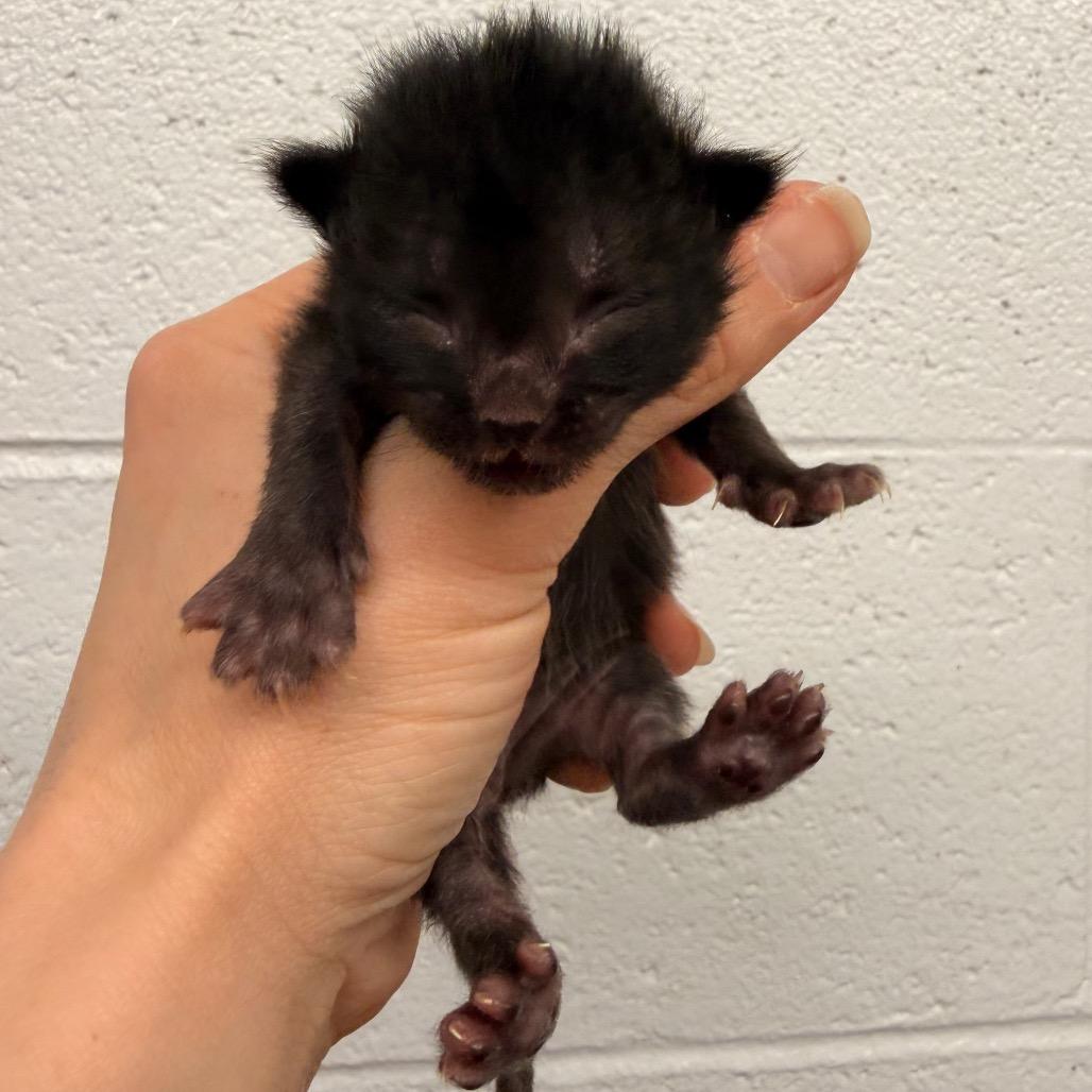 Enlarge Erica, a Adoptable Domestic Short Hair in Evensville, TN image 6/6