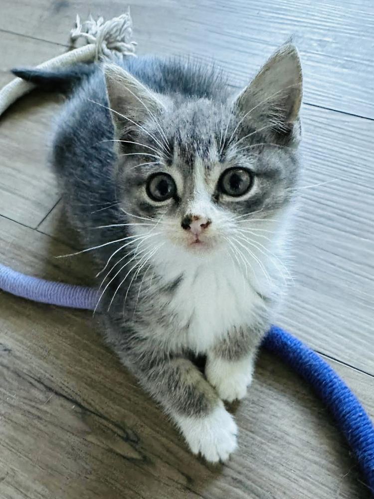Lucky, Adoptable, Kitten Male Domestic Short Hair.