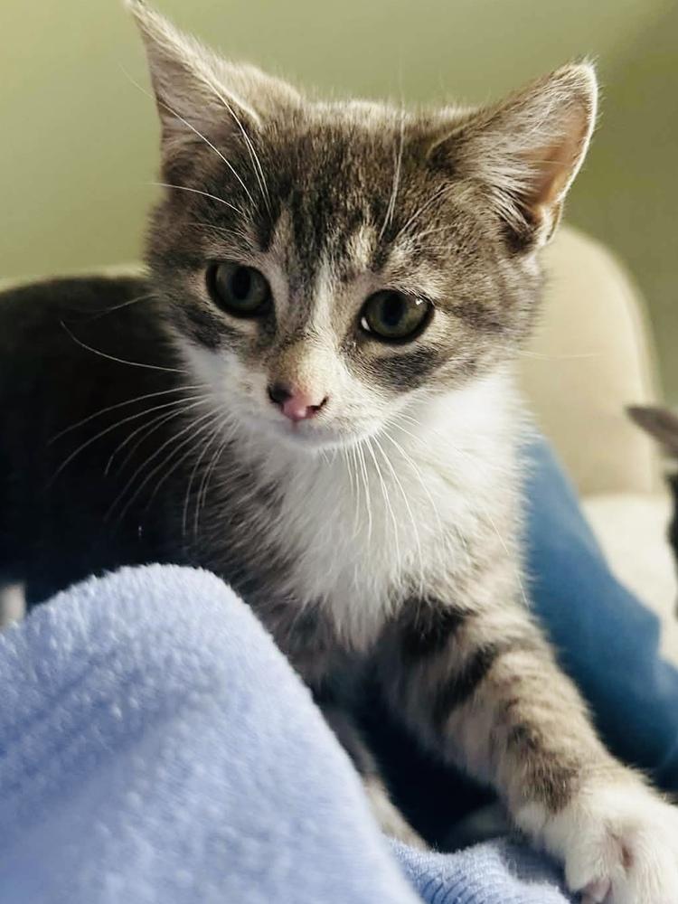 Enlarge Lucky, a Adoptable mixed breed in Mooresville, NC image 2/4