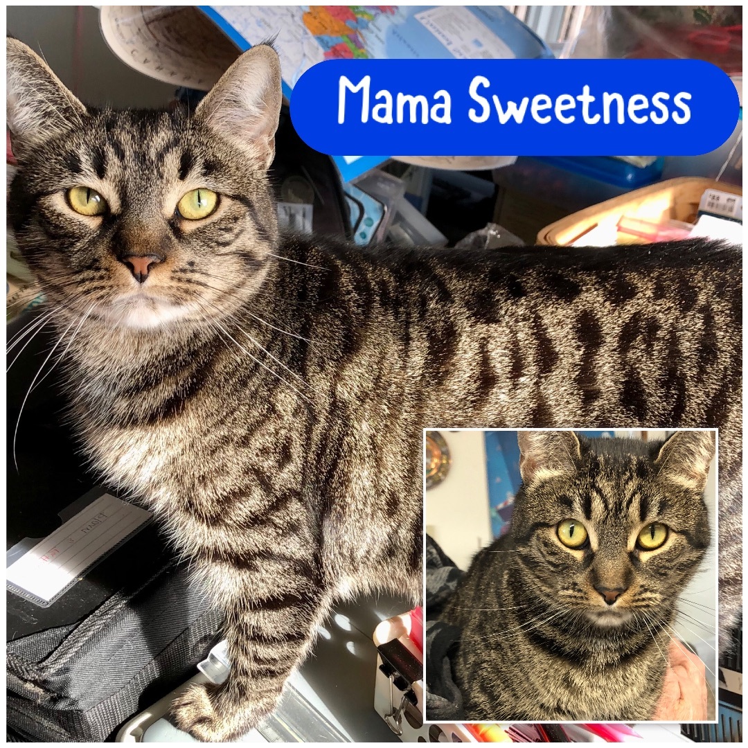 Mama Sweetness, Adoptable, Adult Female Domestic Short Hair & Tabby.
