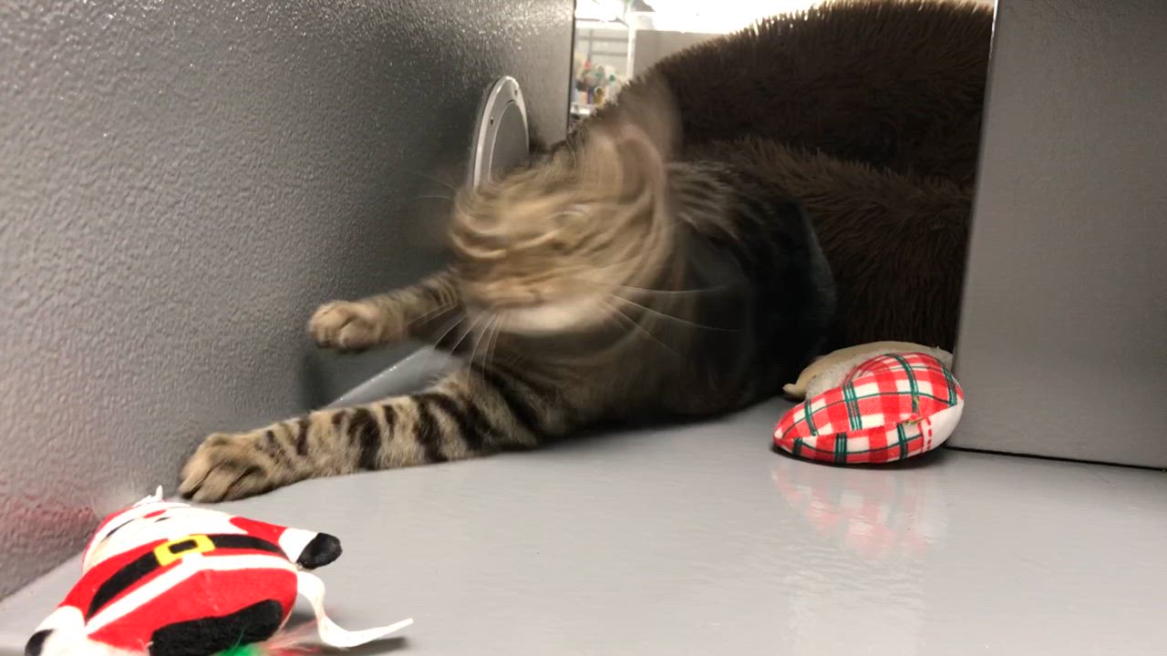 Enlarge Mama Sweetness, a Adoptable mixed breed in Vallejo, CA video 4/4