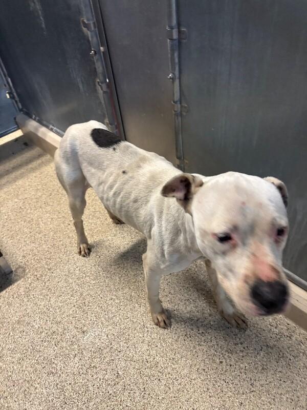 Enlarge Snowflake, a Adoptable Pit Bull Terrier in Supply, NC image 1/2