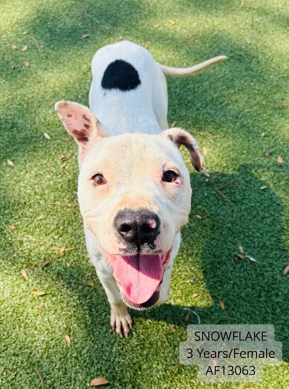 Enlarge Snowflake, a Adoptable Pit Bull Terrier in Supply, NC image 2/2